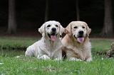 GOLDEN RETRIEVER 380
